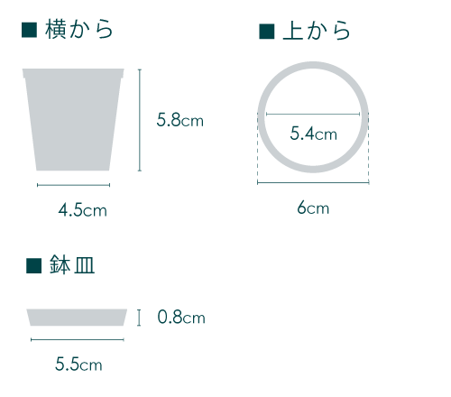 【クリアプランツ】フィカス・シベレアナ Baby