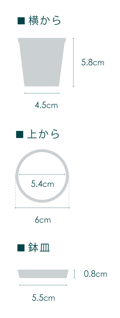 【クリアプランツ】フィカス・シベレアナ Baby