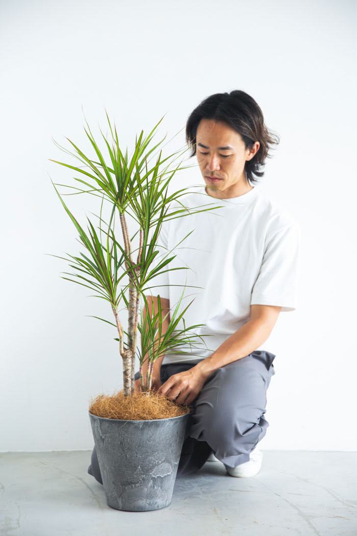 観葉植物 ドラセナ コンシンネ（8号鉢）の写真3枚目