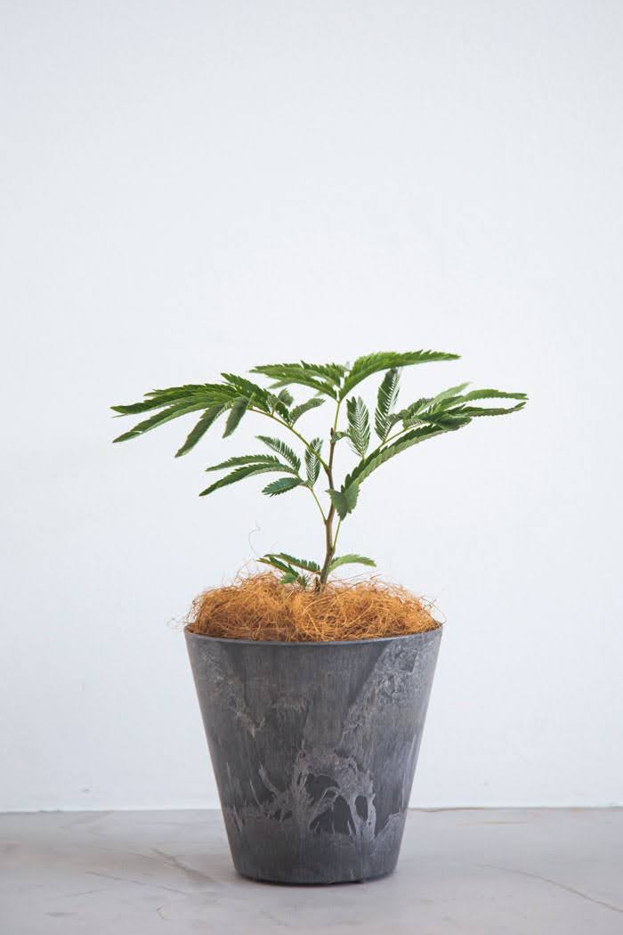 観葉植物 エバーフレッシュ（4号鉢）