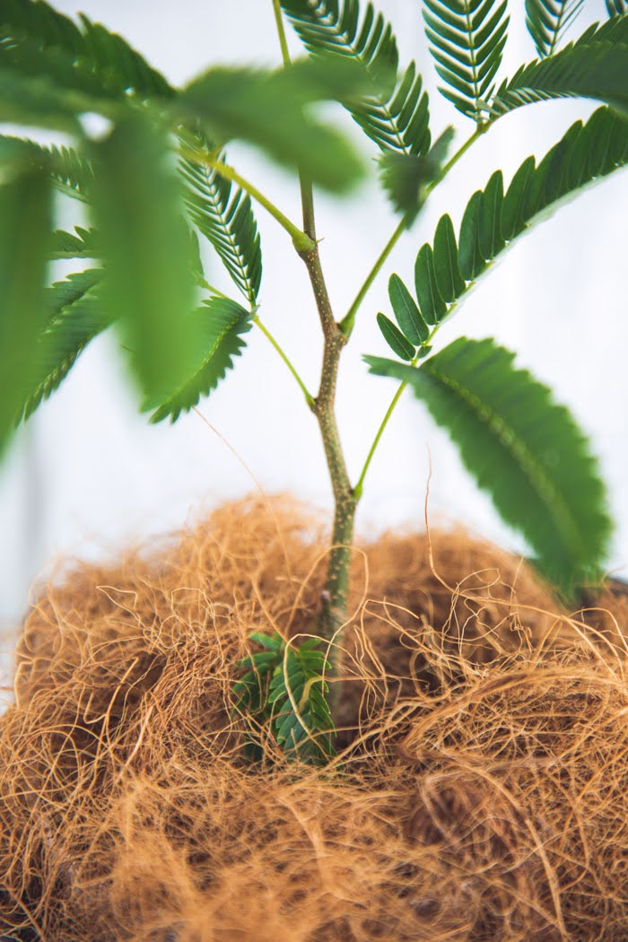 観葉植物 エバーフレッシュ（4号鉢）の写真5枚目