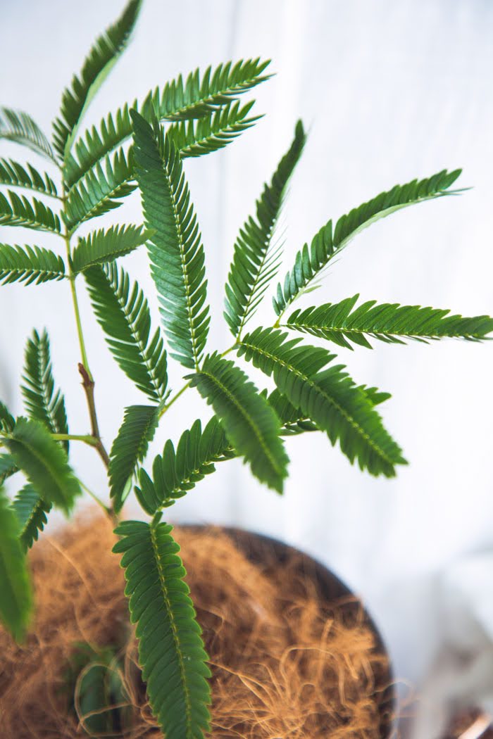 観葉植物 エバーフレッシュ（4号鉢）の写真6枚目