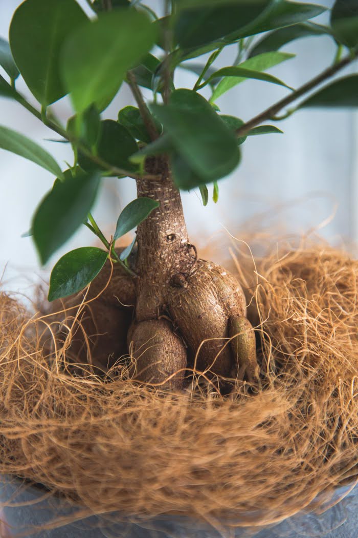 観葉植物 ガジュマル（4号鉢）の写真5枚目