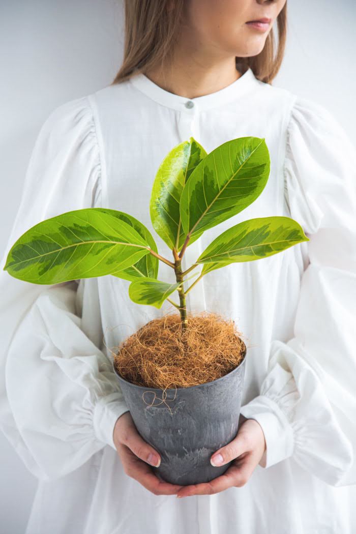 観葉植物 フィカス アルテシマ（4号鉢）の写真3枚目