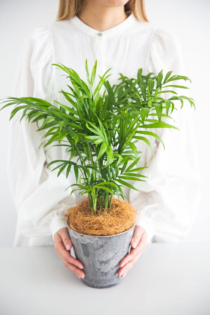 観葉植物 テーブルヤシ（4号鉢）の写真3枚目