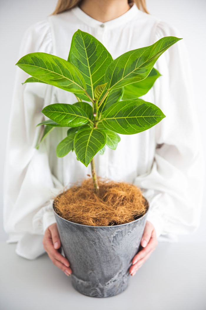 観葉植物 フィカス アルテシマ（6号鉢）の写真3枚目