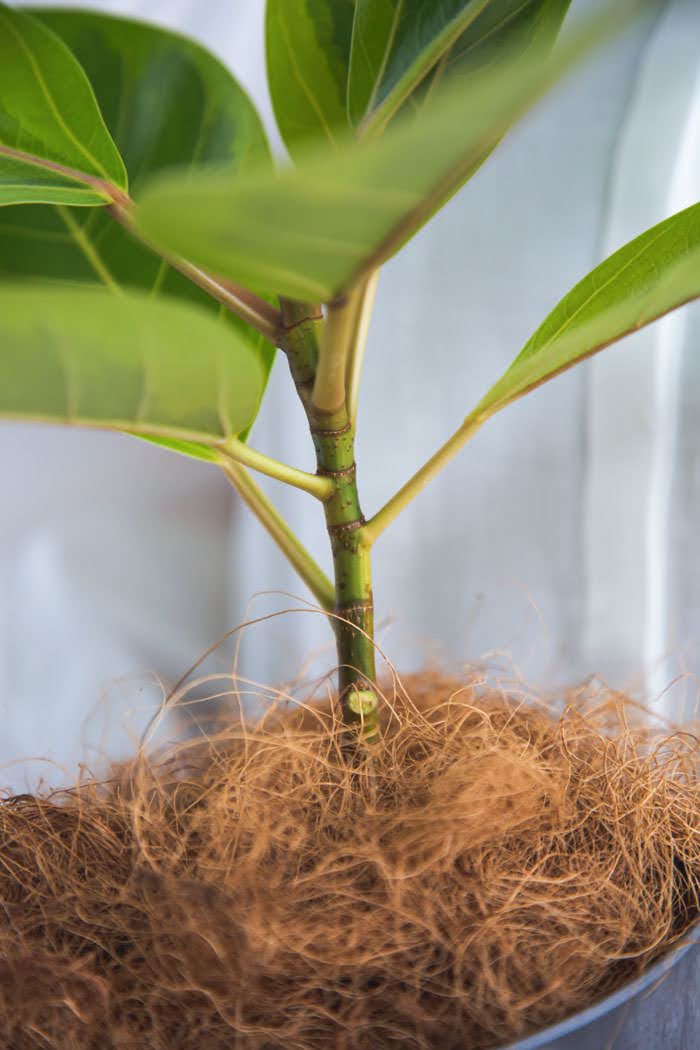 観葉植物 フィカス アルテシマ（6号鉢）の写真4枚目