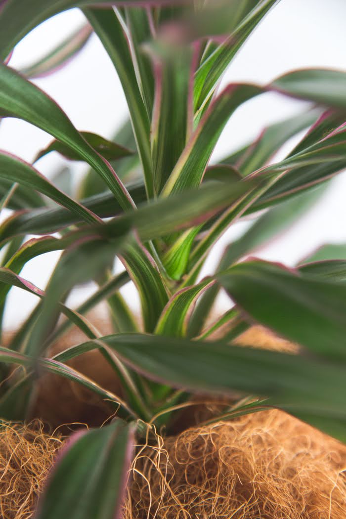 観葉植物 コルジリネサンゴ（6号鉢）の写真6枚目