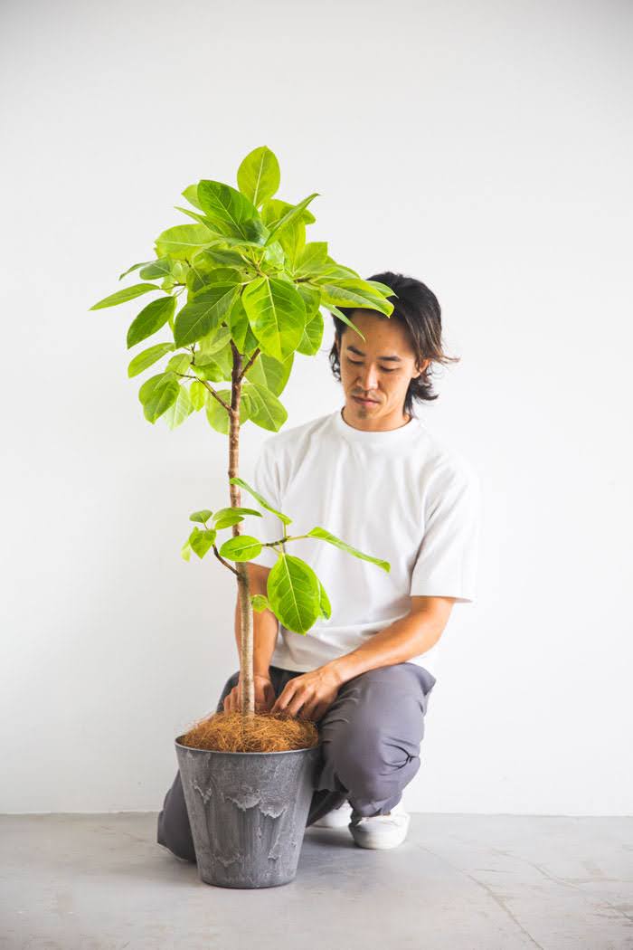 観葉植物 フィカス アルテシマ（8号鉢）の写真3枚目