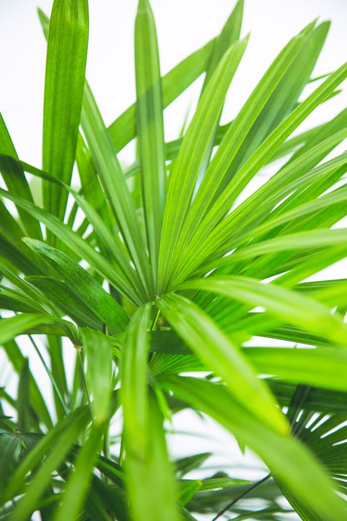 観葉植物 シュロチク（10号鉢）の写真4枚目