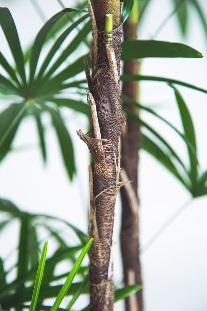 観葉植物 シュロチク（10号鉢）の写真6枚目