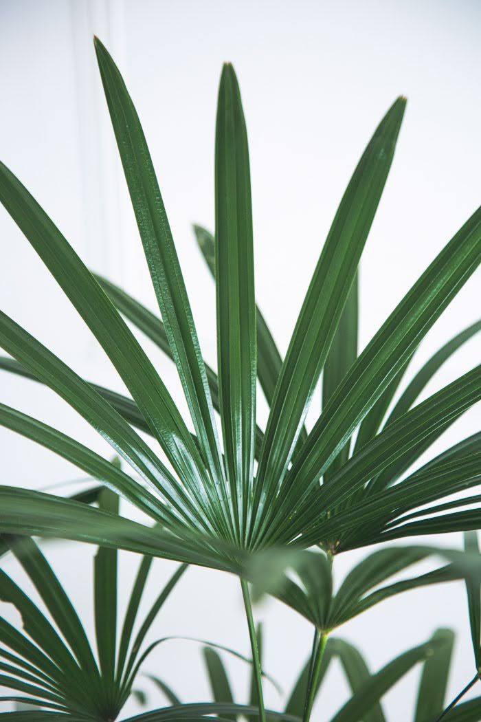 観葉植物 シュロチク（8号鉢）の写真4枚目