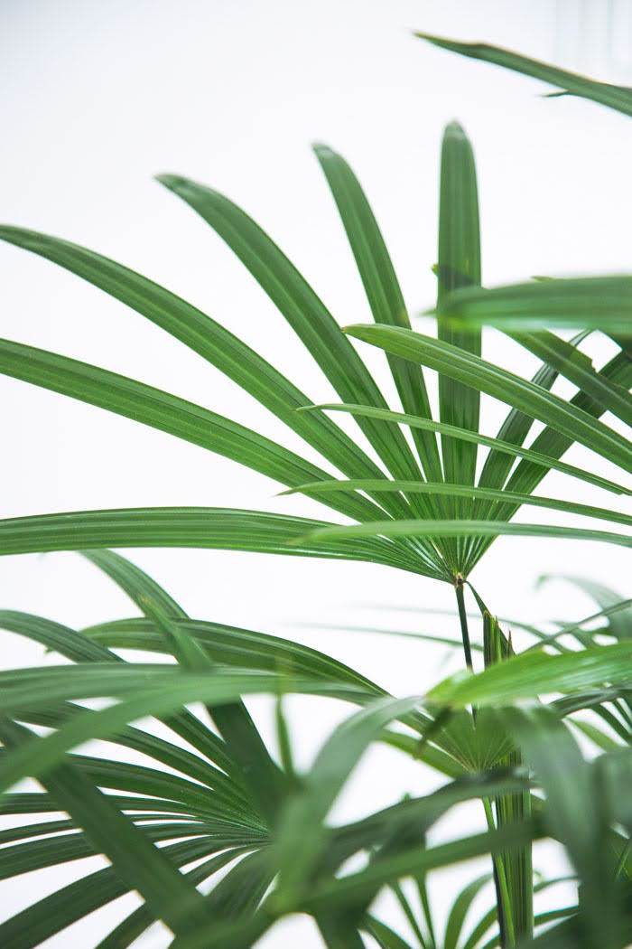 観葉植物 シュロチク（8号鉢）の写真6枚目