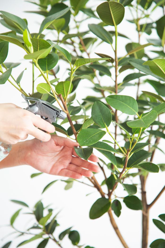 観葉植物 フランスゴムの木（10号鉢）の写真7枚目