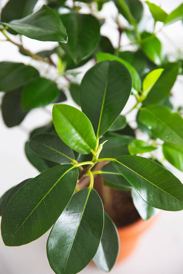 観葉植物 フランスゴムの木（8号鉢）の写真4枚目