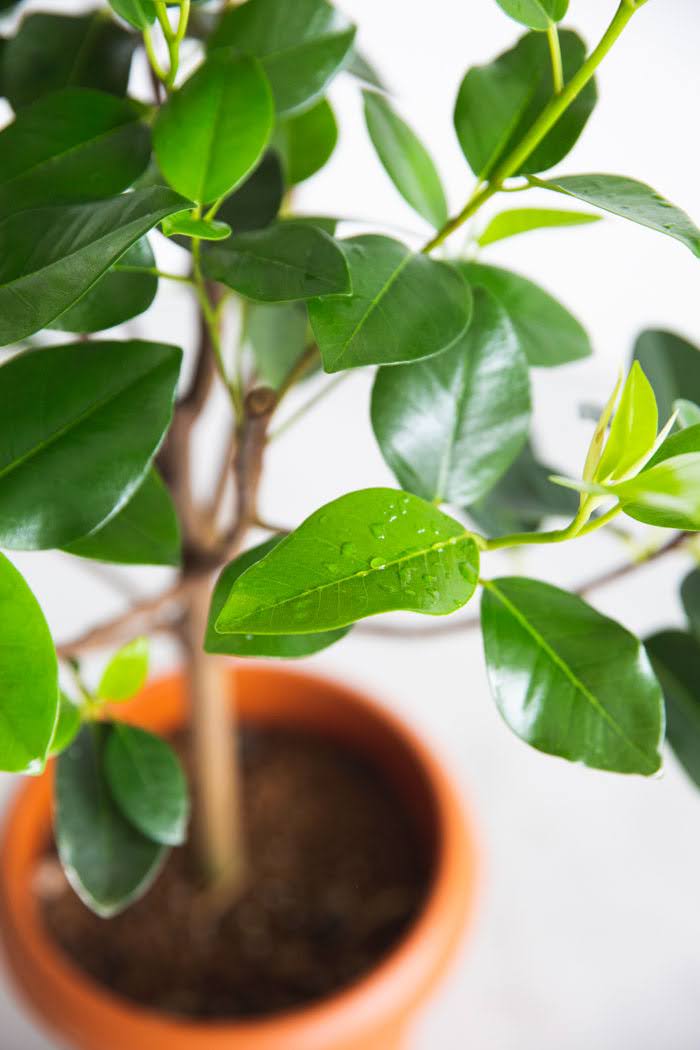 観葉植物 フランスゴムの木（8号鉢）の写真5枚目