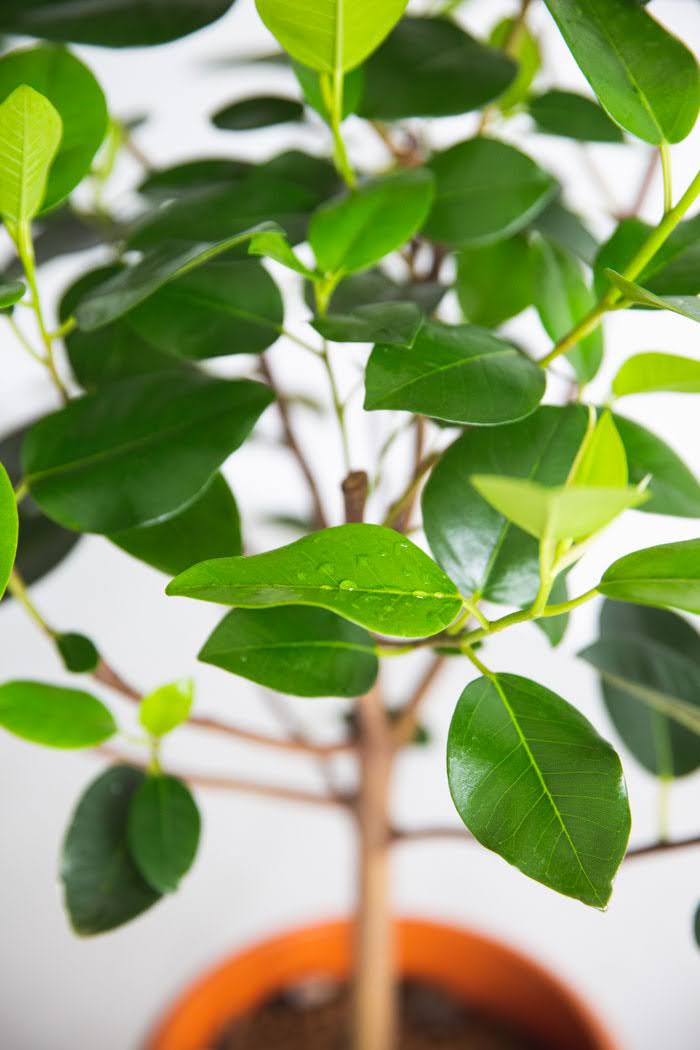 観葉植物 フランスゴムの木（8号鉢）の写真7枚目