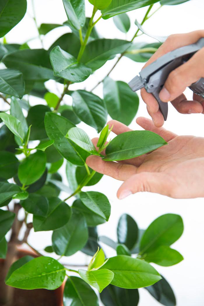 観葉植物 フランスゴムの木（8号鉢）の写真8枚目