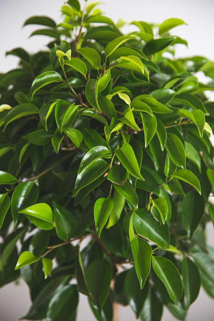 観葉植物 フィカス ベンジャミン（8号鉢）の写真4枚目