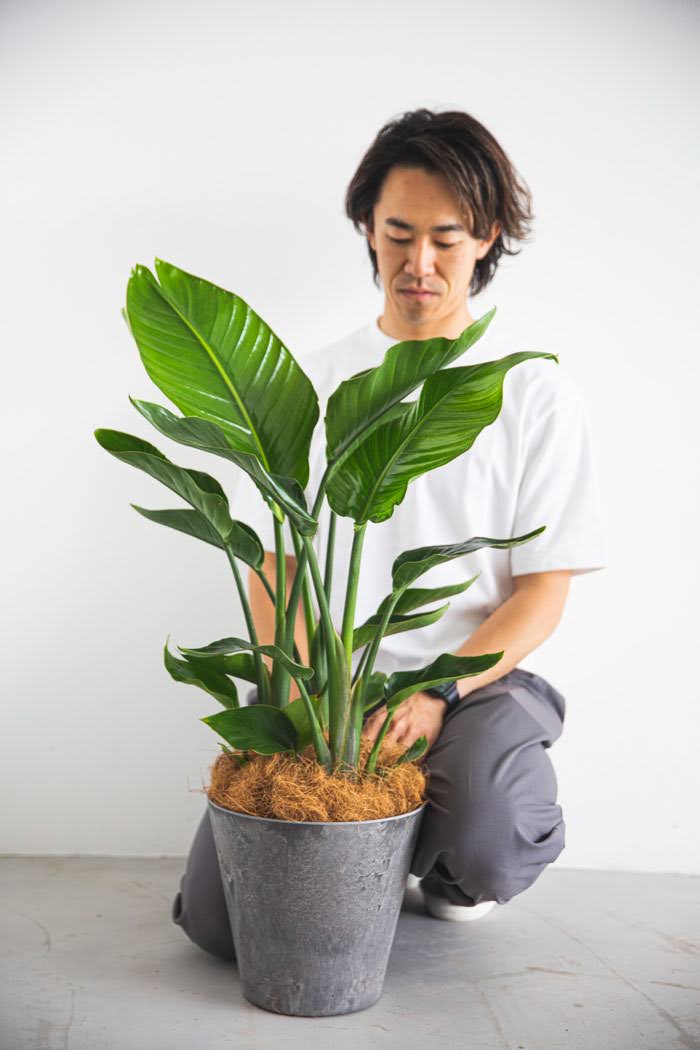 観葉植物 オーガスタ（8号鉢）の写真3枚目