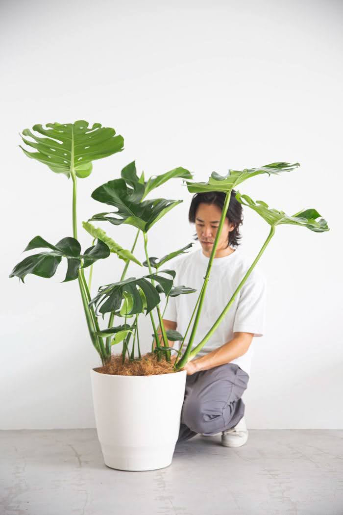 観葉植物 モンステラ（10号鉢）の写真4枚目