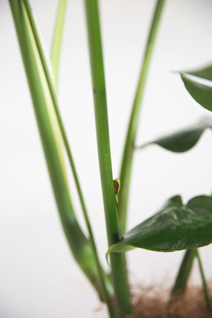 観葉植物 モンステラ（10号鉢）の写真7枚目