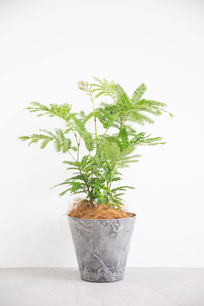 観葉植物 エバーフレッシュ（6号鉢）