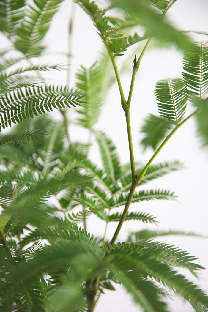 観葉植物 エバーフレッシュ（6号鉢）の写真5枚目