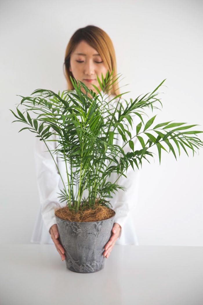 観葉植物 テーブルヤシ（6号鉢）の写真3枚目