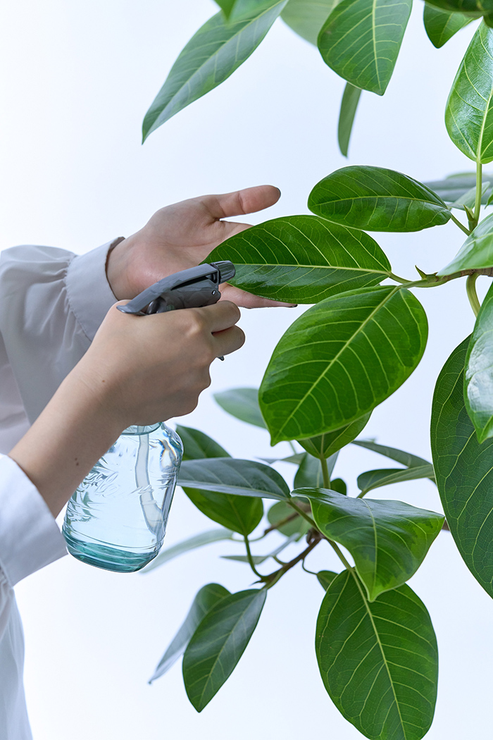 観葉植物 フィカス アルテシマ 曲がり（10号鉢）の写真4枚目