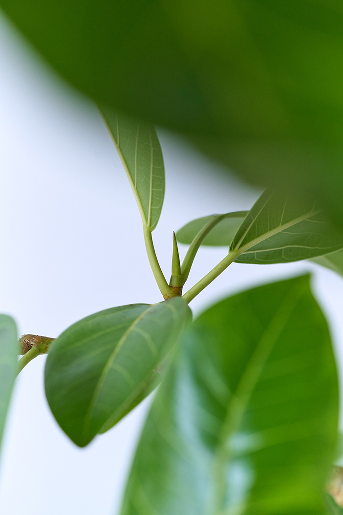 観葉植物 フィカス アルテシマ 曲がり（10号鉢）の写真7枚目