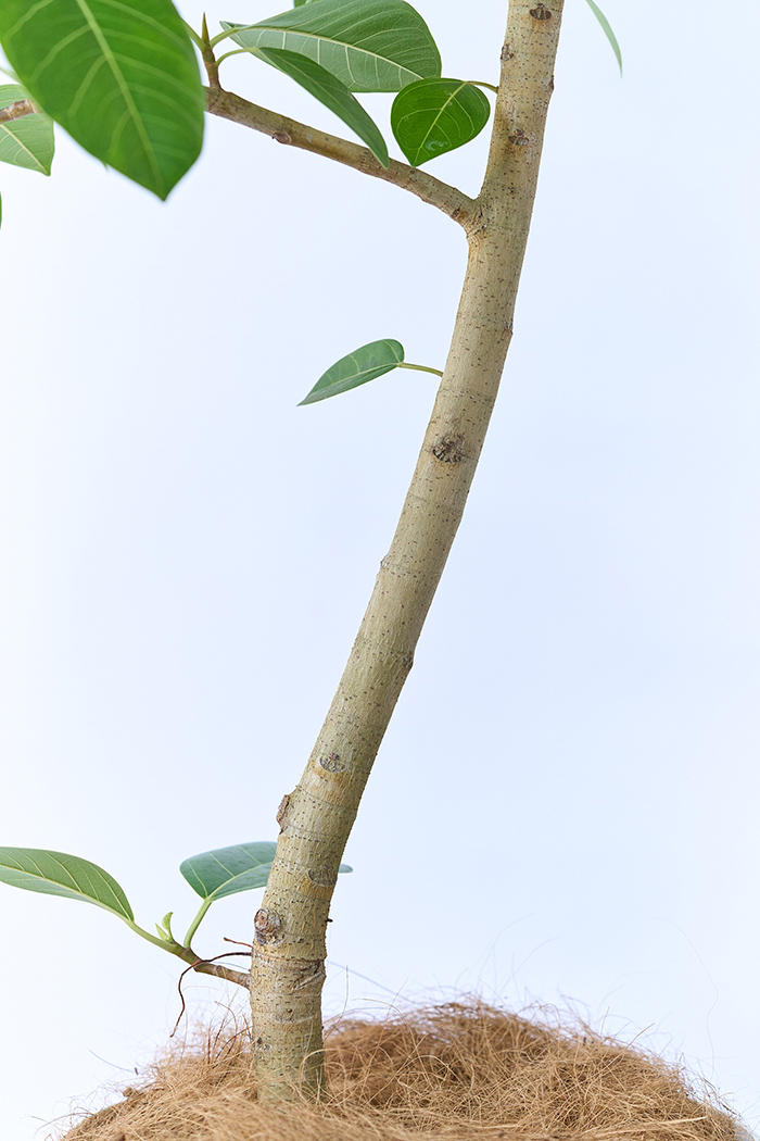 観葉植物 フィカス アルテシマ 曲がり（10号鉢）の写真9枚目