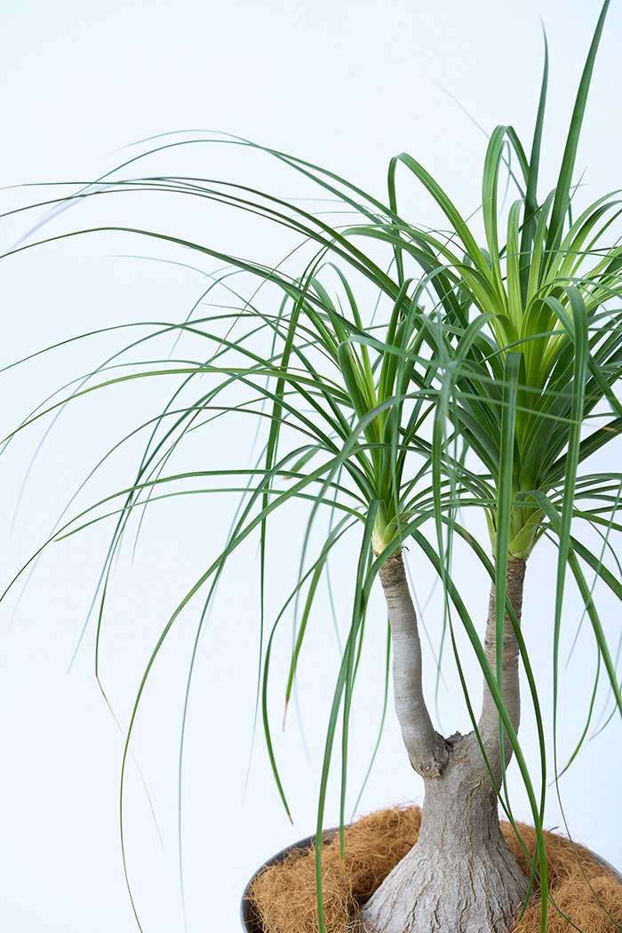 観葉植物 トックリラン 一点もの（8号鉢）の写真5枚目