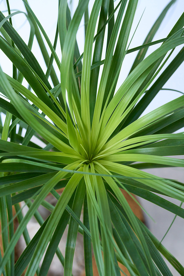 観葉植物 トックリラン 一点もの（8号鉢）の写真7枚目