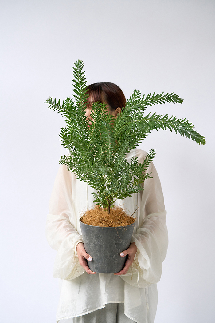 観葉植物 アカシア ブルーブッシュ（6号鉢）の写真4枚目