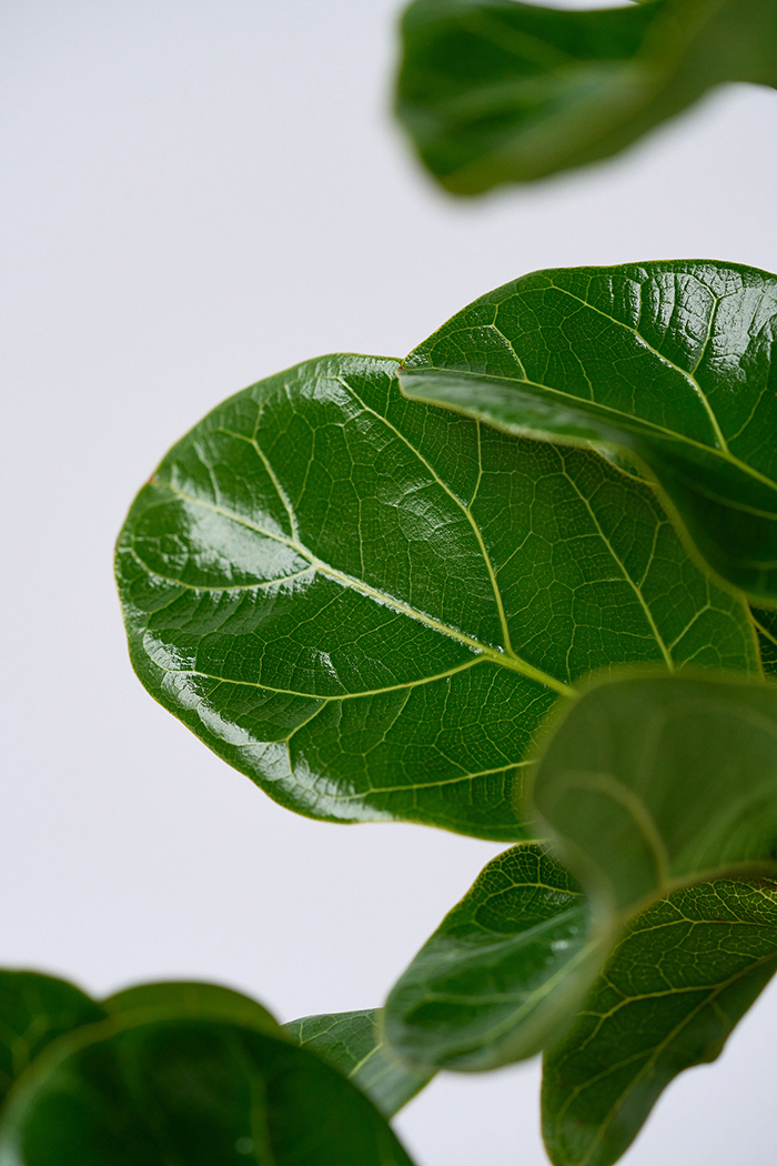 観葉植物 カシワバゴム バンビーノ（6号鉢）の写真8枚目