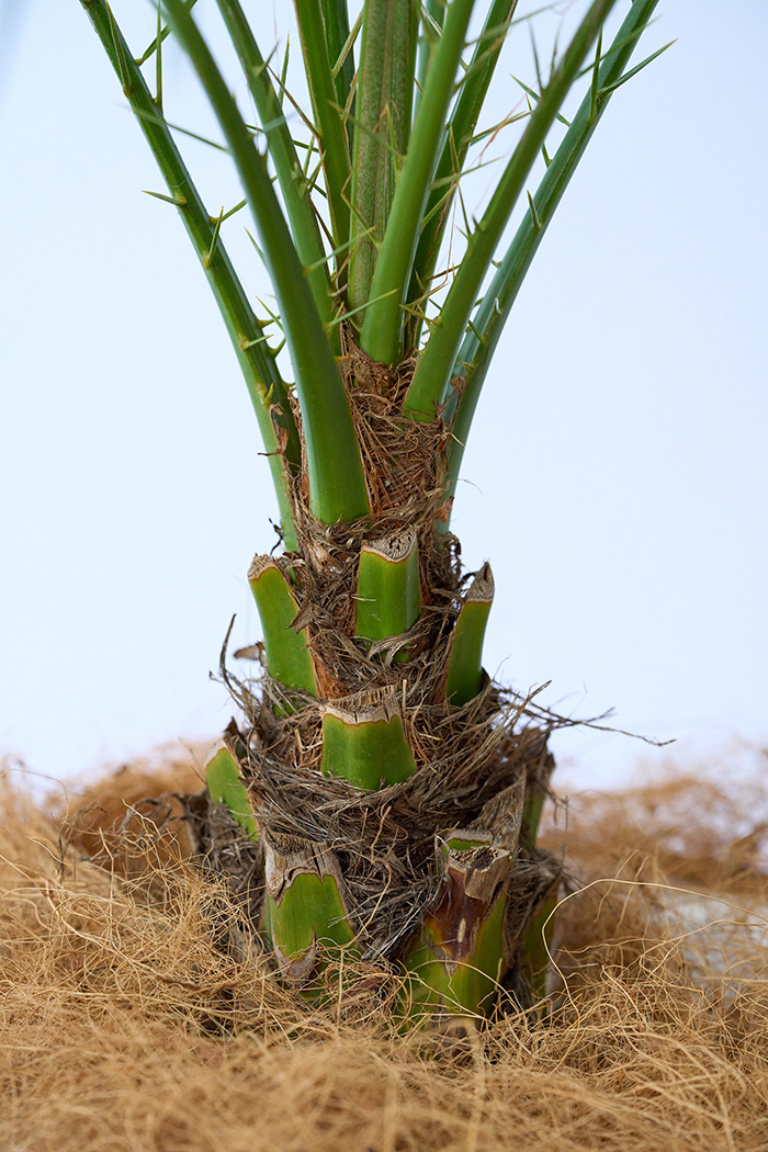 観葉植物 フェニックスロベレニー 一点もの（A）（8号鉢）の写真5枚目