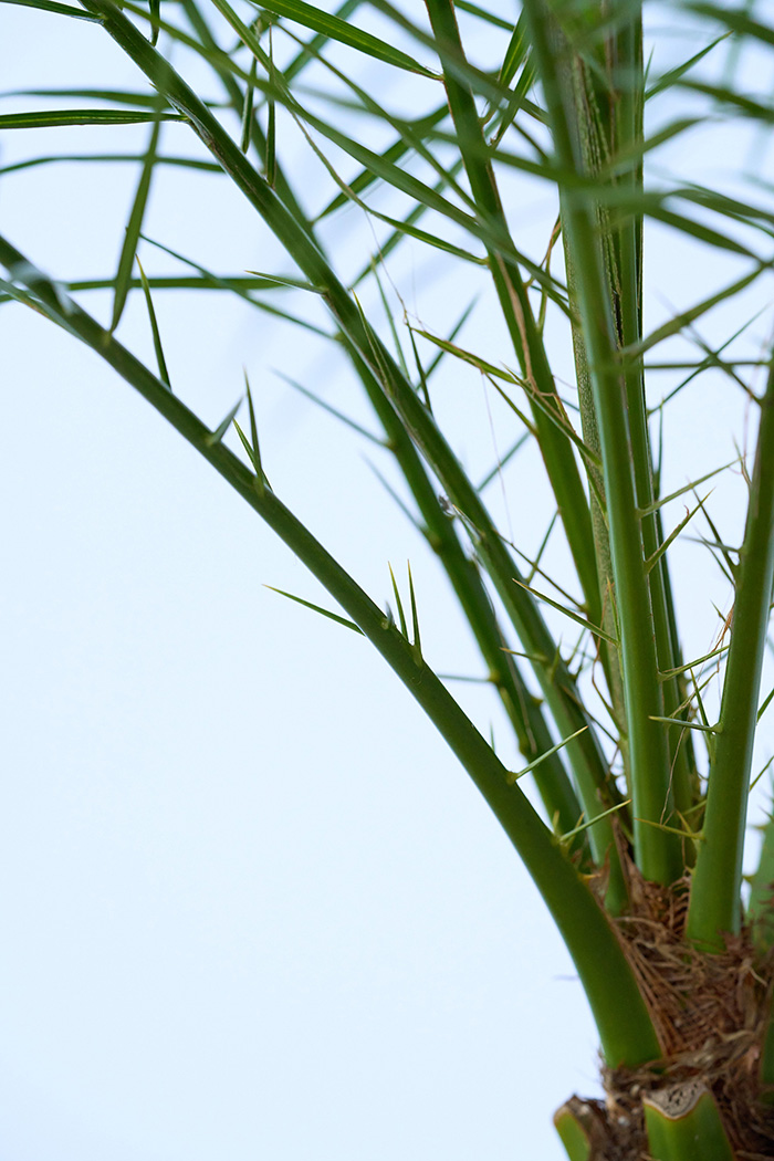 観葉植物 フェニックスロベレニー 一点もの（A）（8号鉢）の写真6枚目