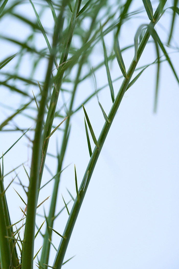 観葉植物 フェニックスロベレニー 一点もの（A）（8号鉢）の写真7枚目