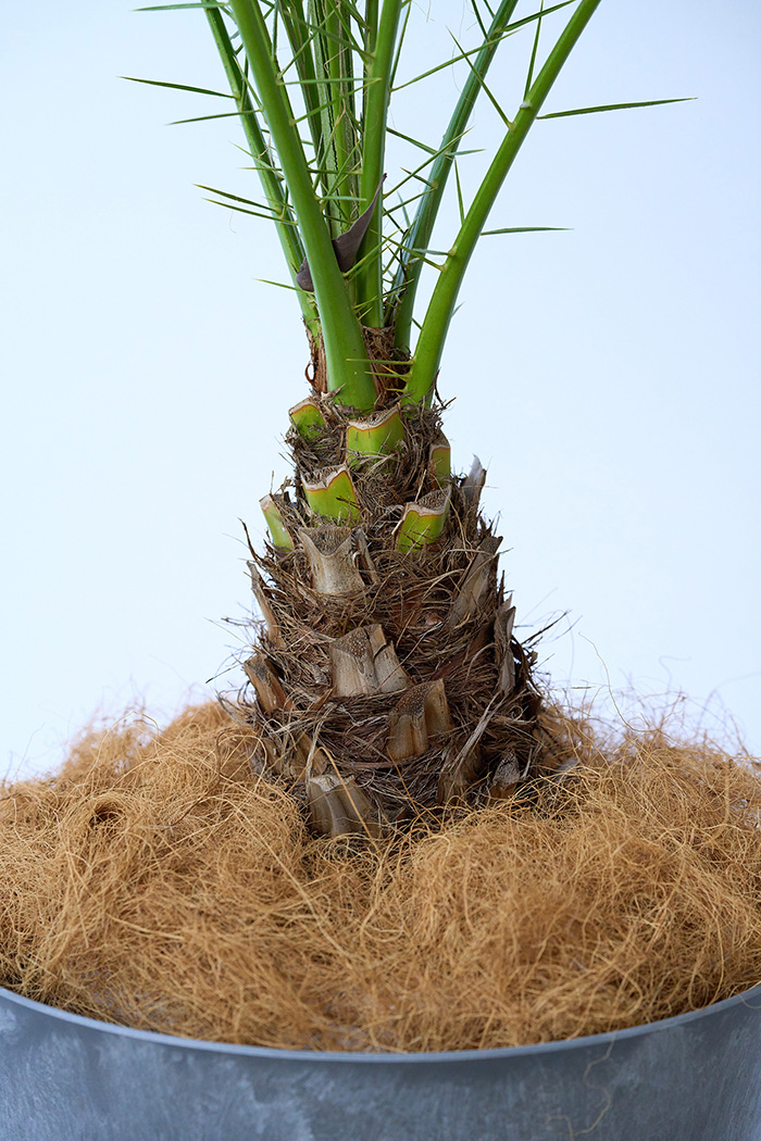 観葉植物 フェニックスロベレニー 一点もの（B）（8号鉢）の写真4枚目