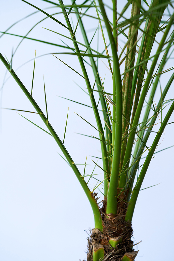 観葉植物 フェニックスロベレニー 一点もの（C）（8号鉢）の写真5枚目