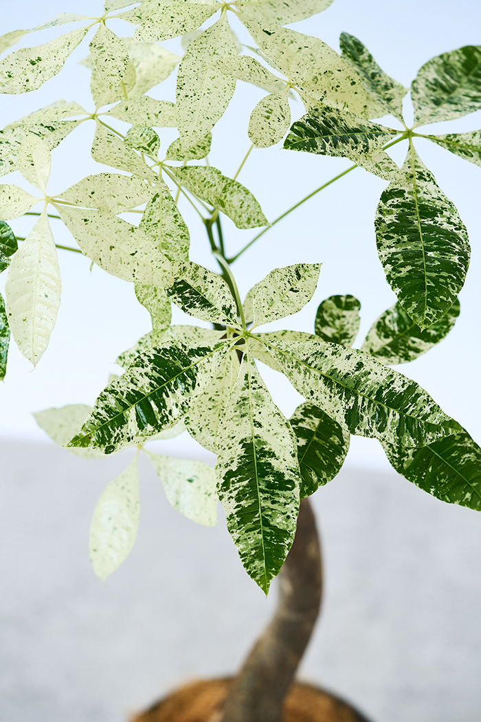 観葉植物 パキラ ミルキーウェイ（6号鉢）の写真7枚目