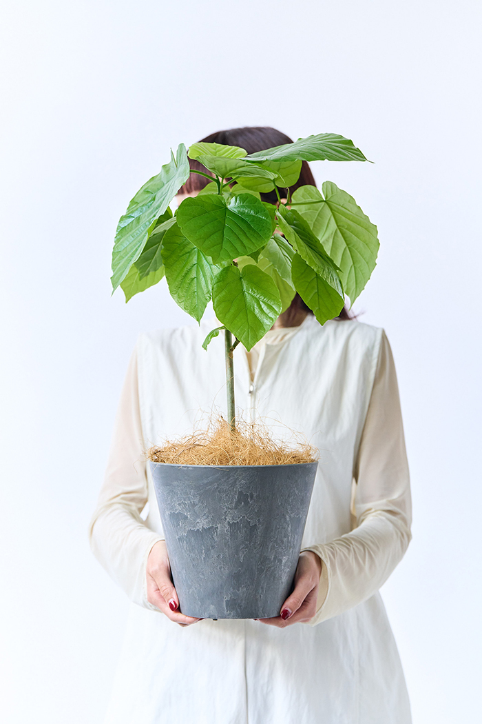 観葉植物 フィカス ウンベラータ（6号鉢）の写真4枚目