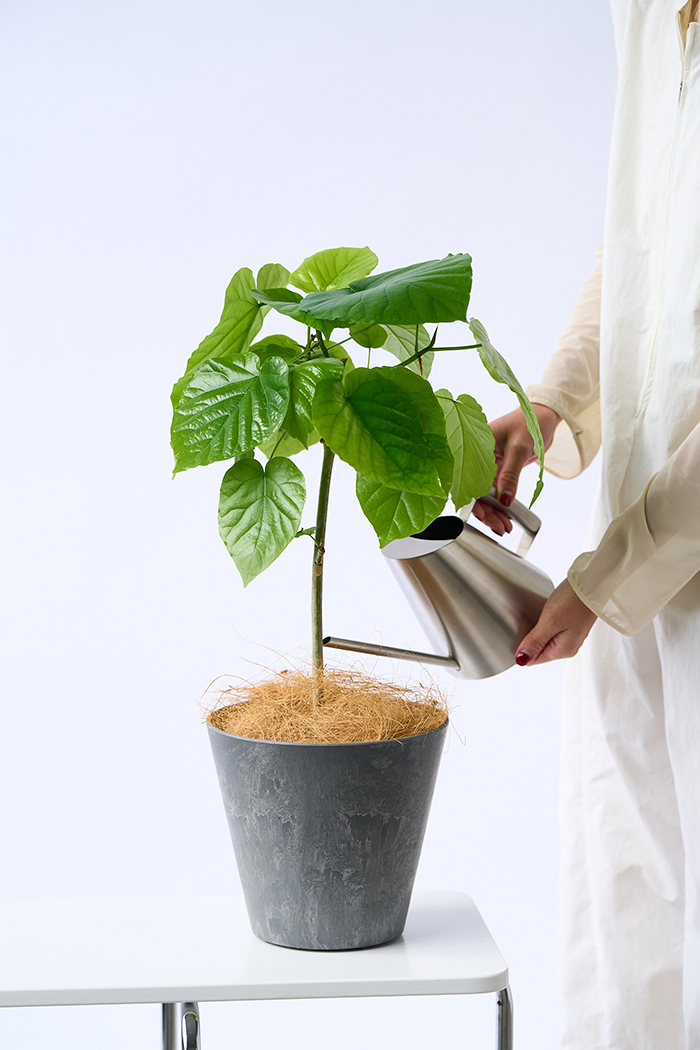 観葉植物 フィカス ウンベラータ（6号鉢）の写真9枚目