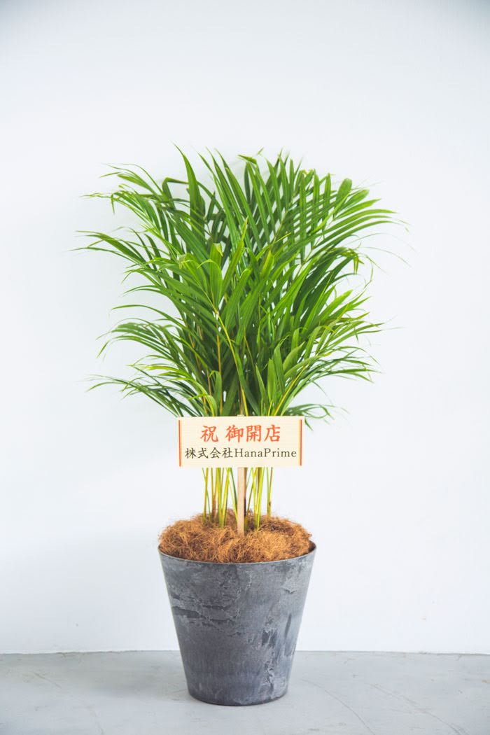 観葉植物 アレカヤシ（8号鉢）の写真2枚目