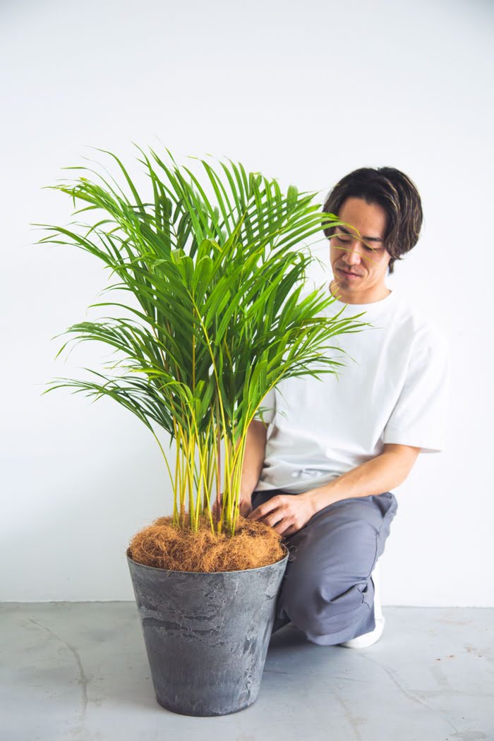 観葉植物 アレカヤシ（8号鉢）の写真3枚目