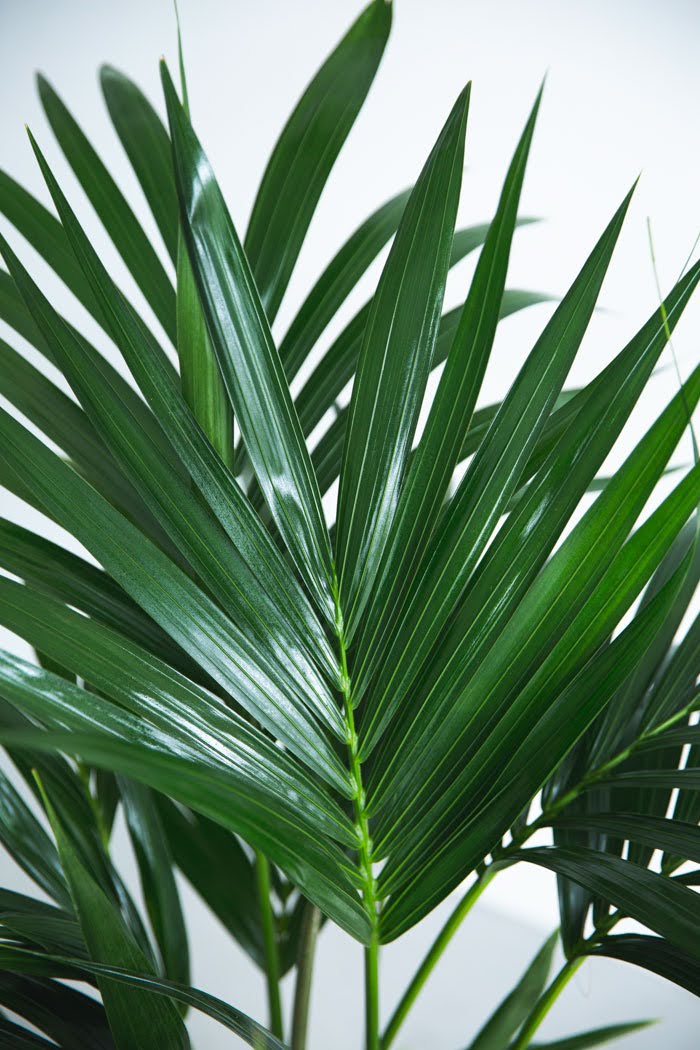 観葉植物 ケンチャヤシ（8号鉢）の写真5枚目