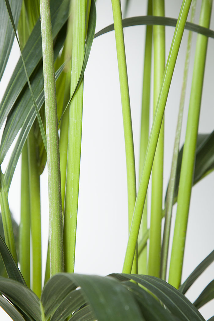 観葉植物 ケンチャヤシ（10号鉢）の写真2枚目