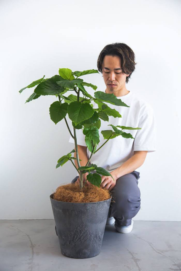 観葉植物 フィカス ウンベラータ（8号鉢）の写真3枚目