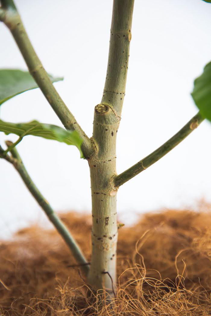 観葉植物 フィカス ウンベラータ（8号鉢）の写真7枚目